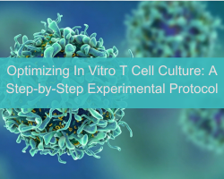 Optimizing in Vitro T Cell Culture: A Step-by-Step Experimental Protocol - cover